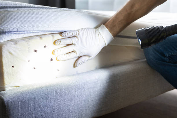 Wasp Removal Services in Clermont, GA
