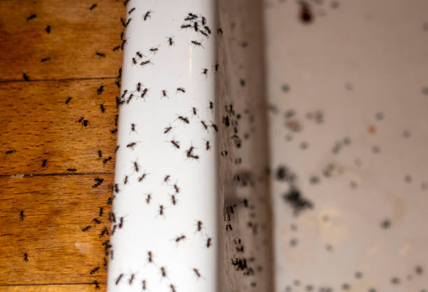 Best Rat Extermination Near Me  in Clermont, GA