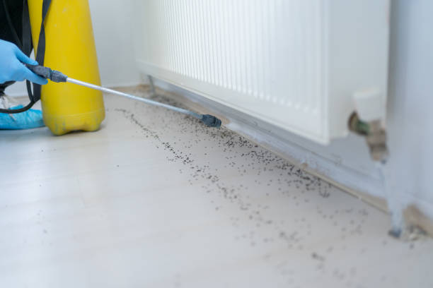 Best Local Pest Control Services  in Clermont, GA